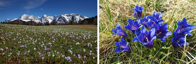 Frühlingswiese Alpenwelt Karwendel Enzian